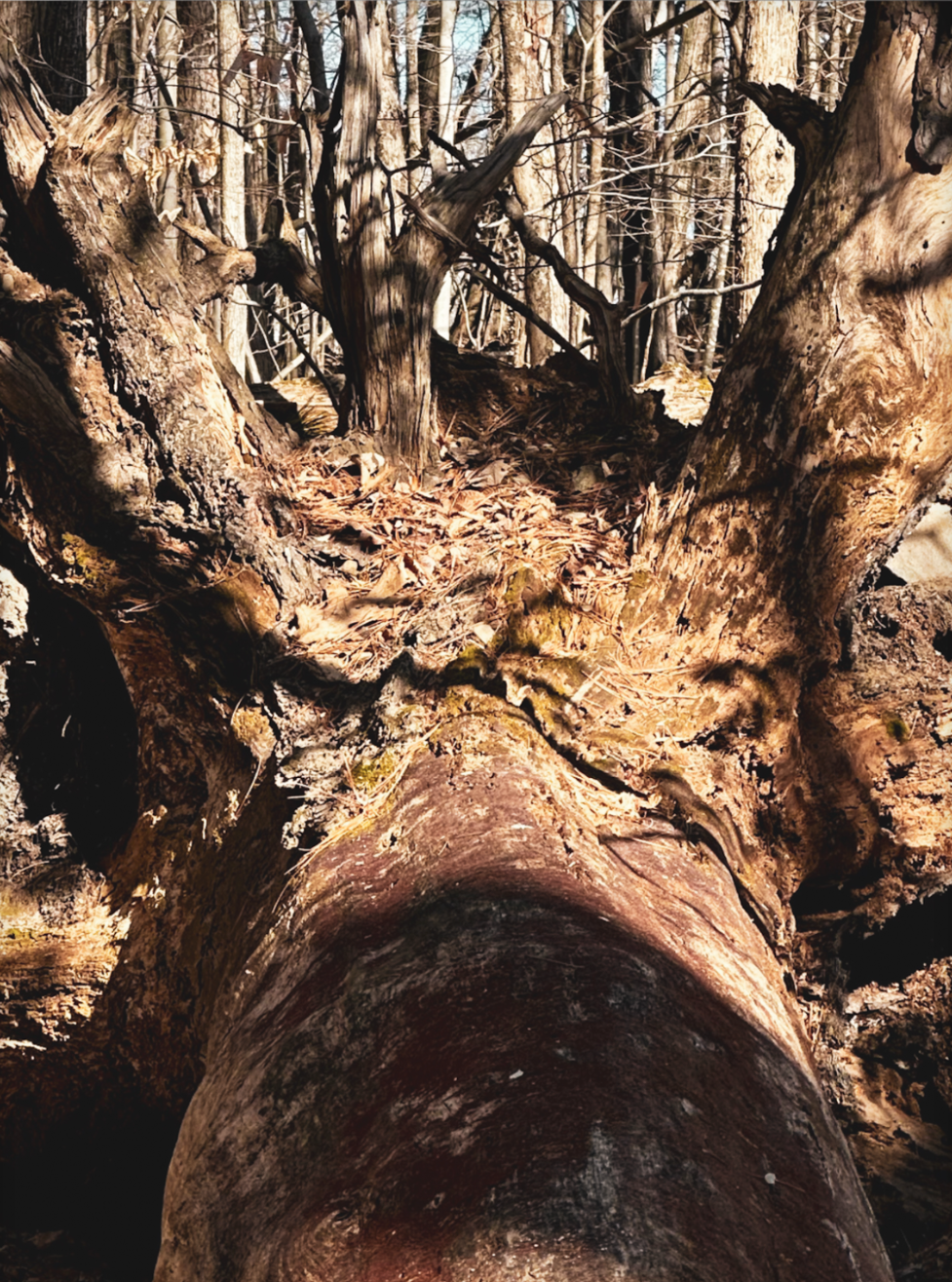 King Of The Jungle Photo Print