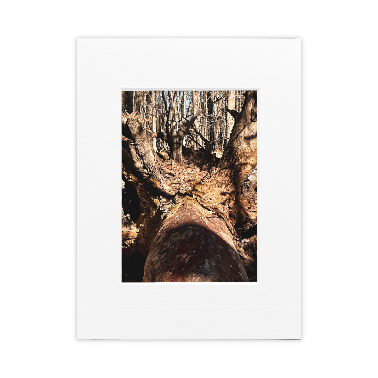 King Of The Jungle Photo Print