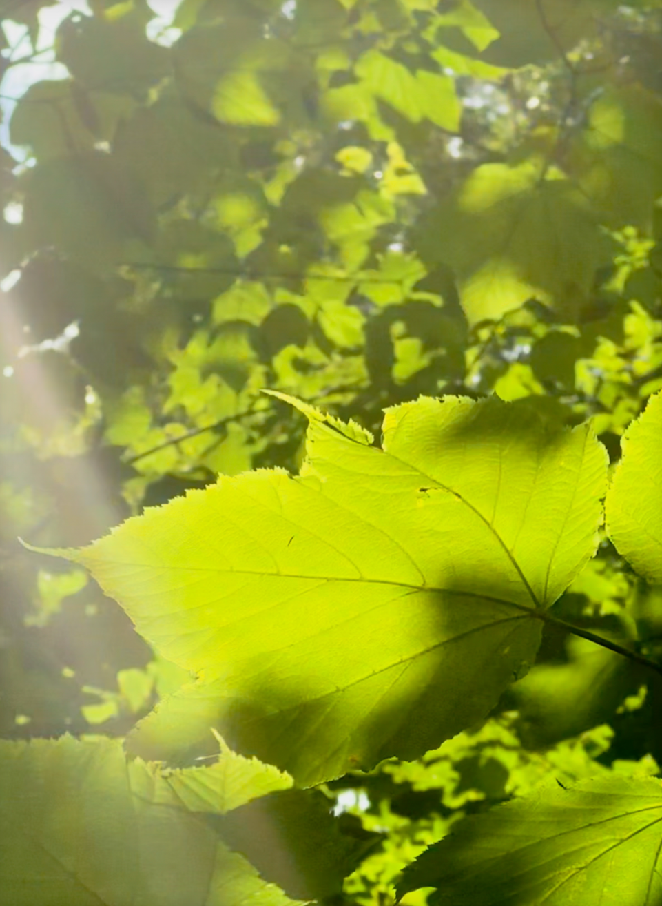 We Could Live Like This Photo Print