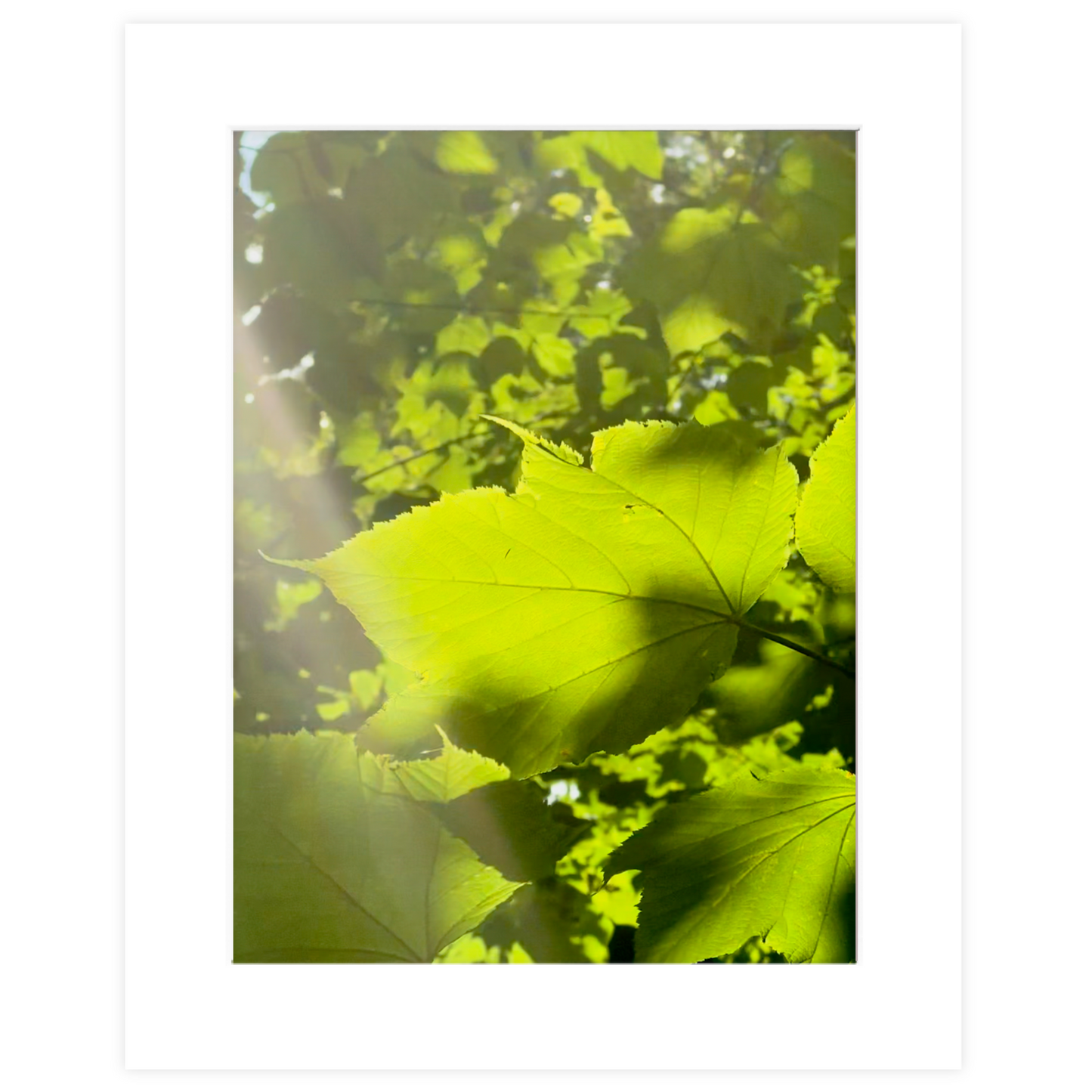 We Could Live Like This Photo Print