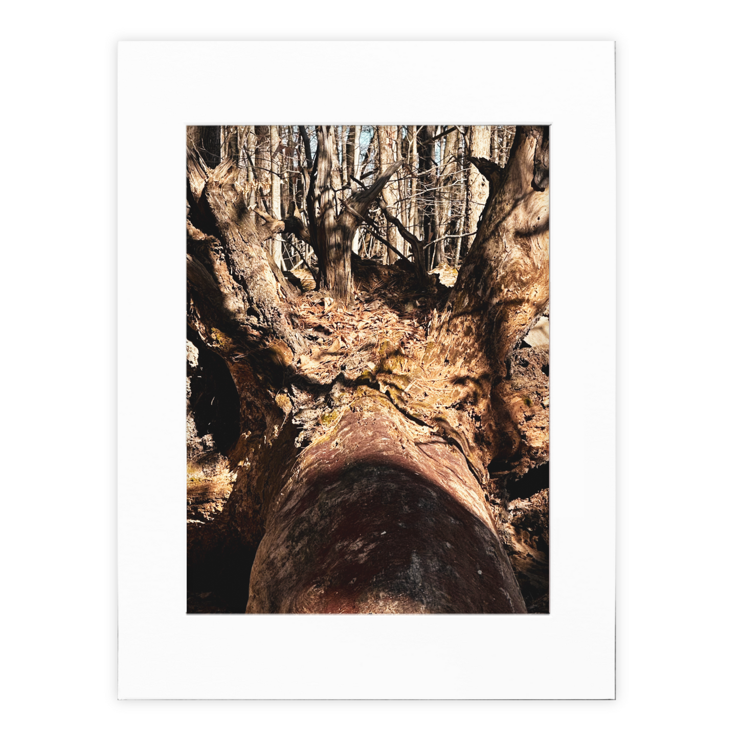 King Of The Jungle Photo Print