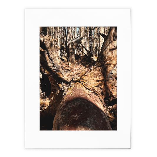 King Of The Jungle Photo Print