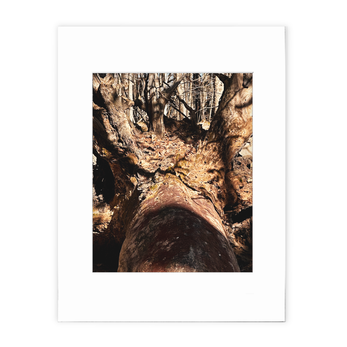 King Of The Jungle Photo Print